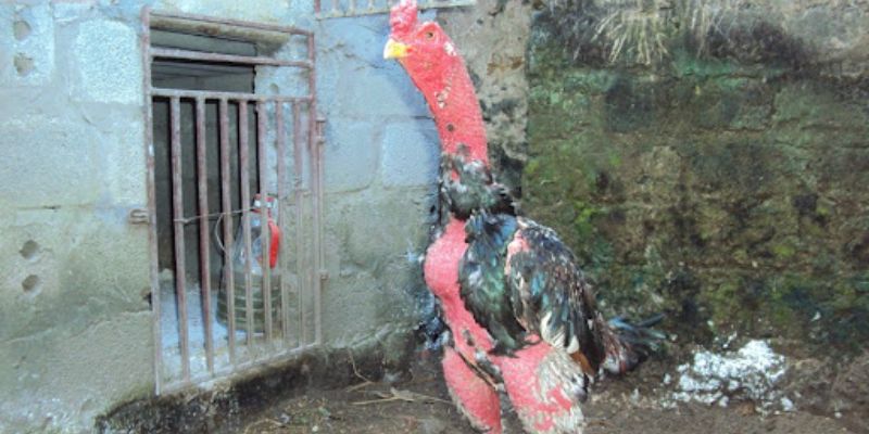 Cách chọn gà chọi qua tiếng gáy